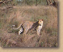 Leopard in grass